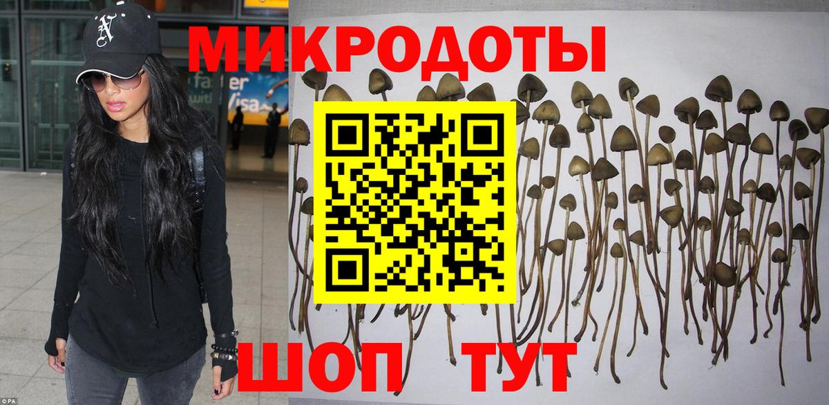 Галлюциногенные грибы Psilocybe Петровск